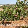 Italian Fig Crop Loss