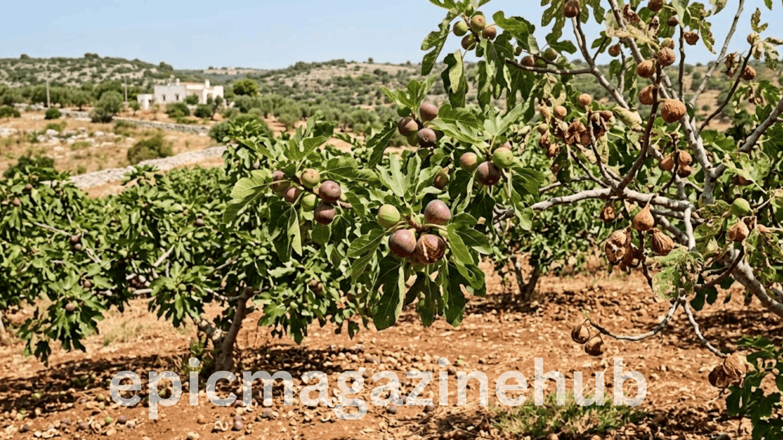 Italian Fig Crop Loss
